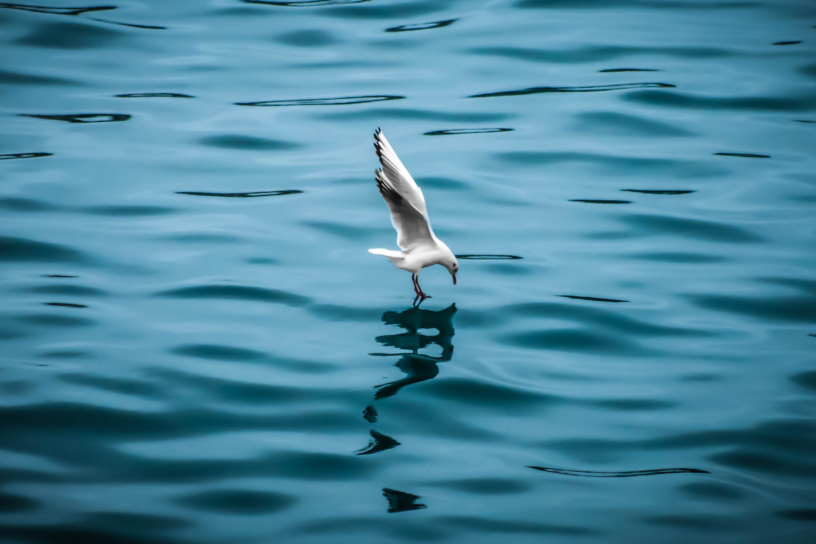 Fishing di Mario Quaglia