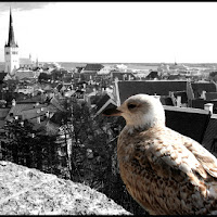 Il guardiano di Tallinn di 