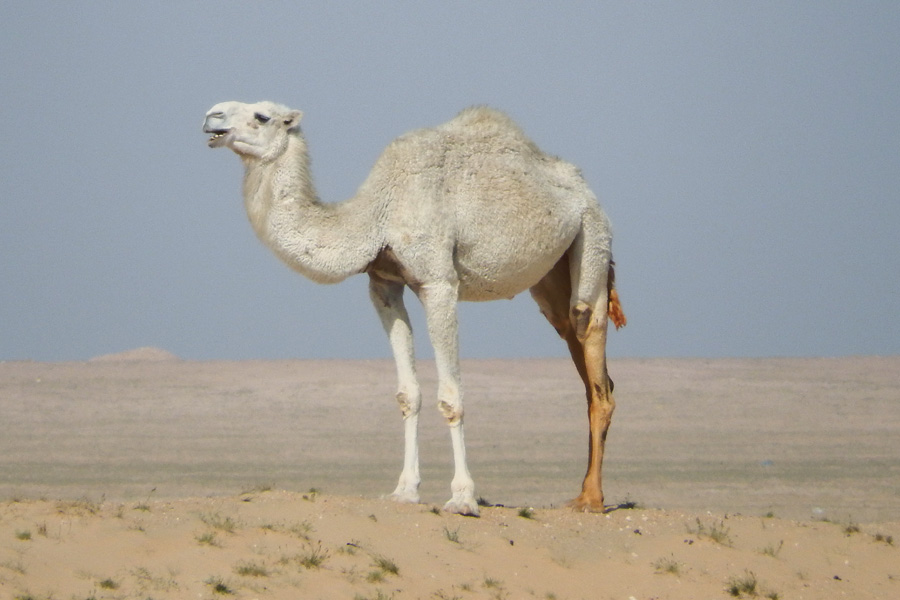 Dromedary