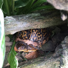 Eastern Box turtle