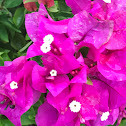 Bougainvillea