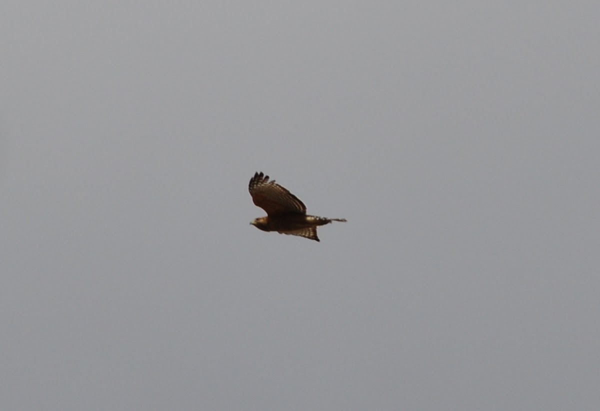 red-shouldered hawk