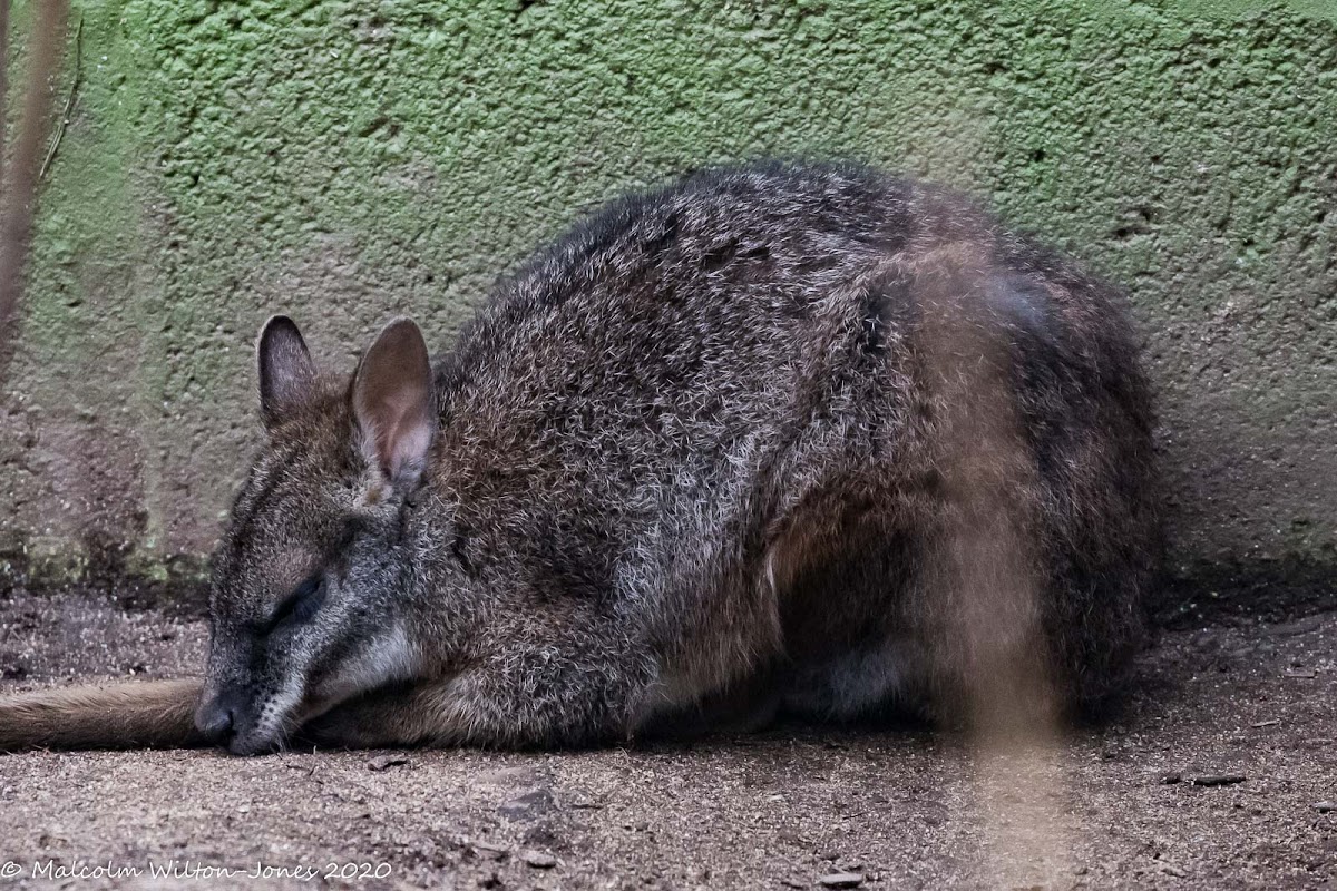 Parma Wallaby