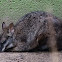 Parma Wallaby