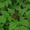 Highbush Cranberry