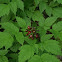 Highbush Cranberry