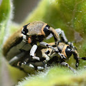 Weevil