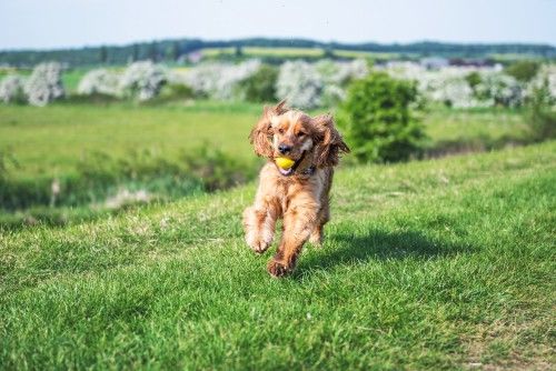 llevar a su perro a caminar más puede desalentar los ladridos que pueden ser causados ​​​​por el aburrimiento o la soledad