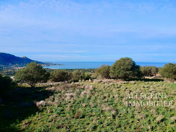 terrain à Corbara (2B)