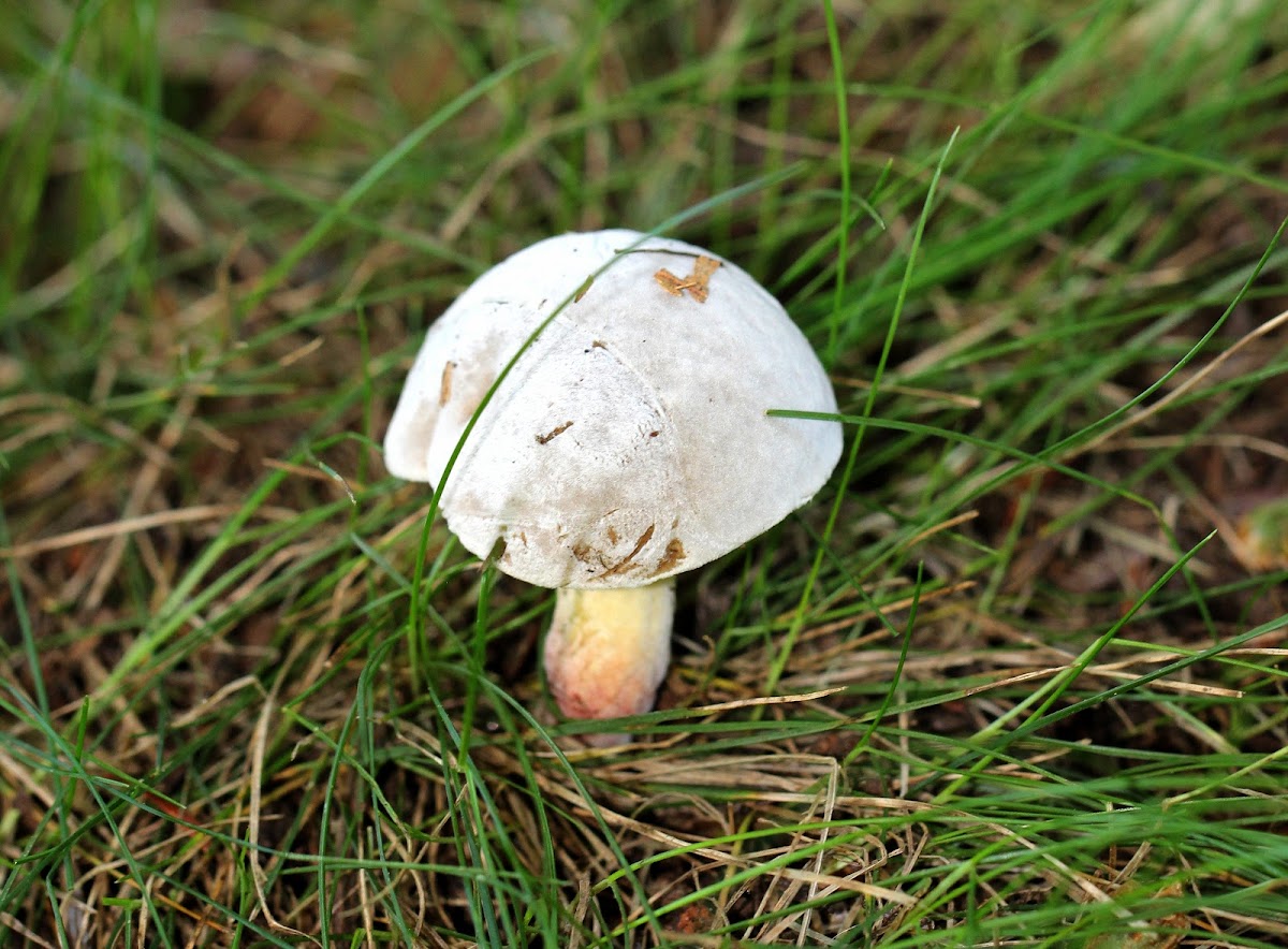 Bolete Eater