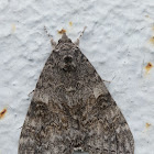 Blue underwing or Clifden nonpareil / Орденская лента голубая