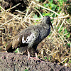 Wattled Ibis