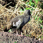 Wattled Ibis