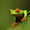 Red-eyed Treefrog