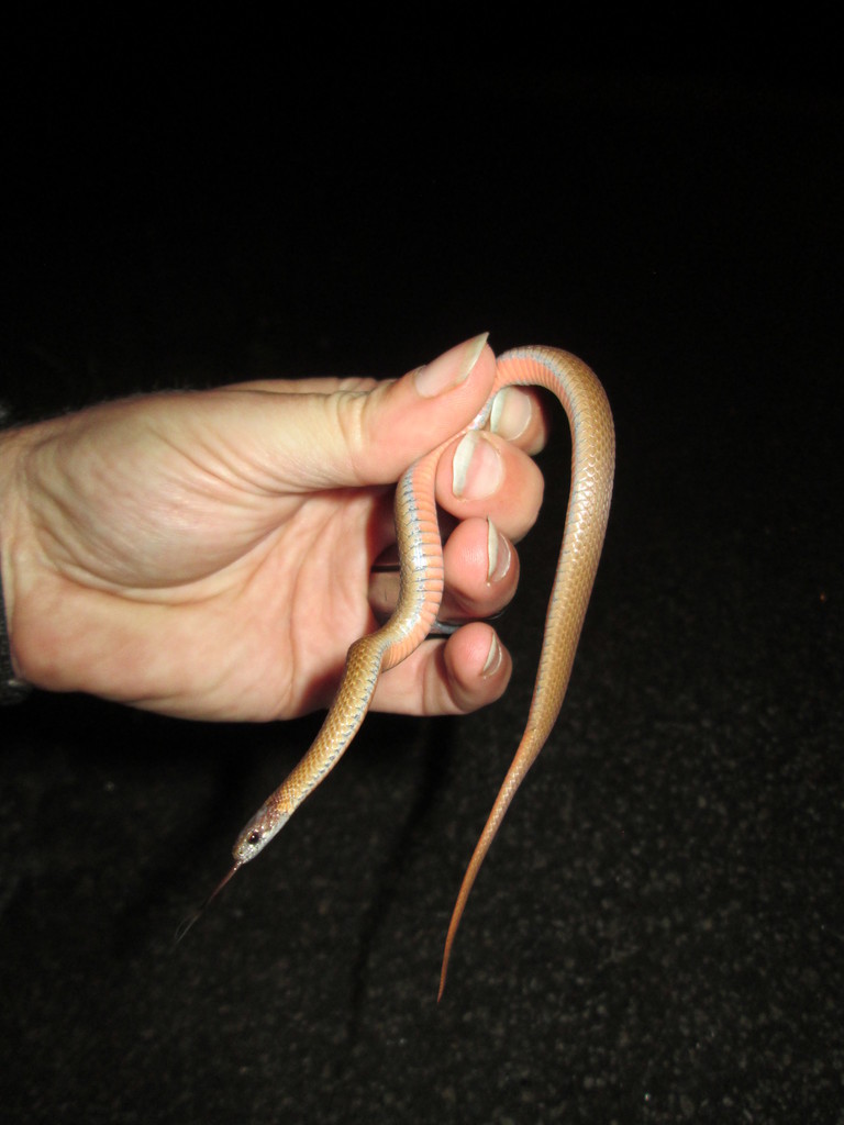 Red-bellied Snake