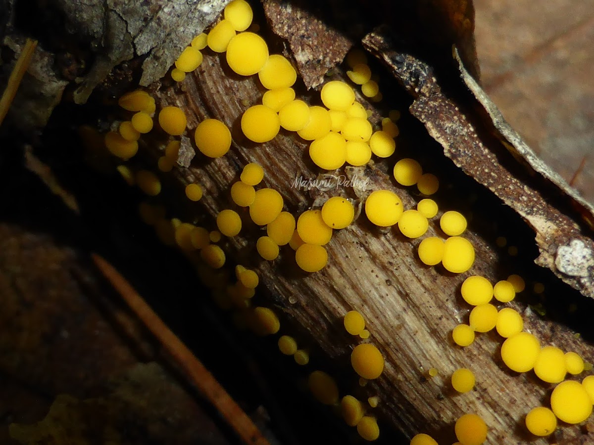 Yellow Fairy Cup