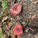 Russulaceae