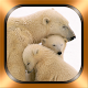 Download Polar Bear Photos and Videos For PC Windows and Mac 215