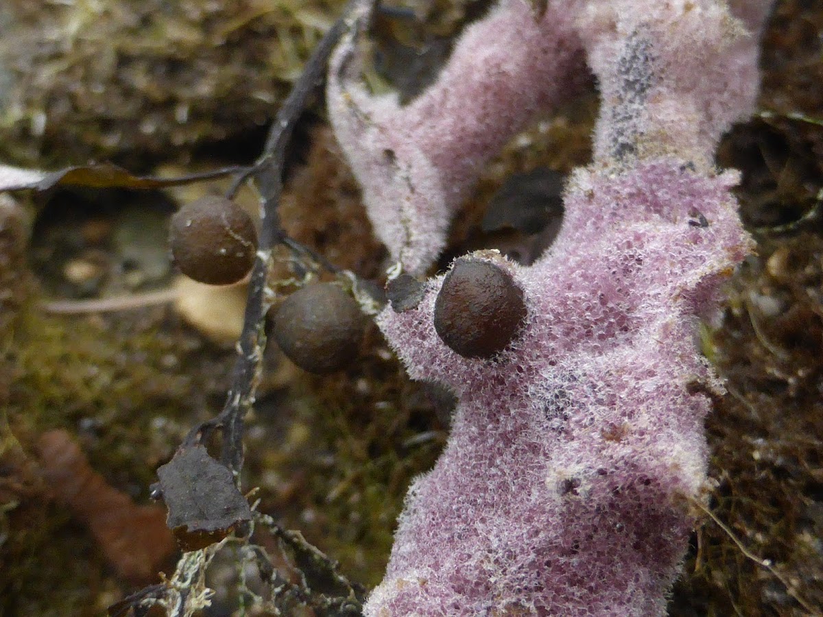 Purple Sponge Encrusting Seaweed