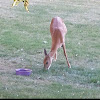 White tailed deer