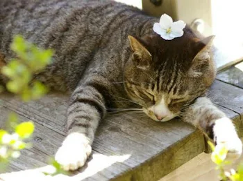 学校にいたあの猫と