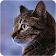 Chat de réalité parlante icon