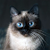 Talking Blue Siamese Cat icon