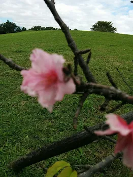 ありがとう