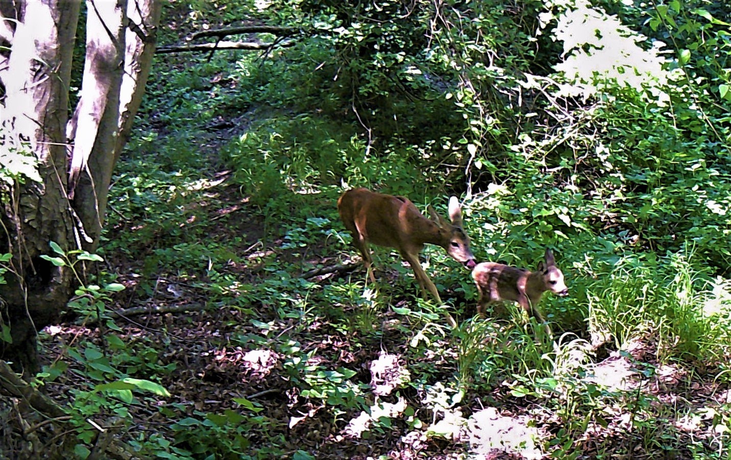 Capriolo mamma e il suo cucciolo di nestowolf