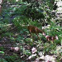 Capriolo mamma e il suo cucciolo di 