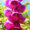 Common Foxglove