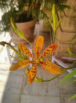 Blackberry lily