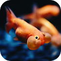 3D Fishes Video Live Wallpaper