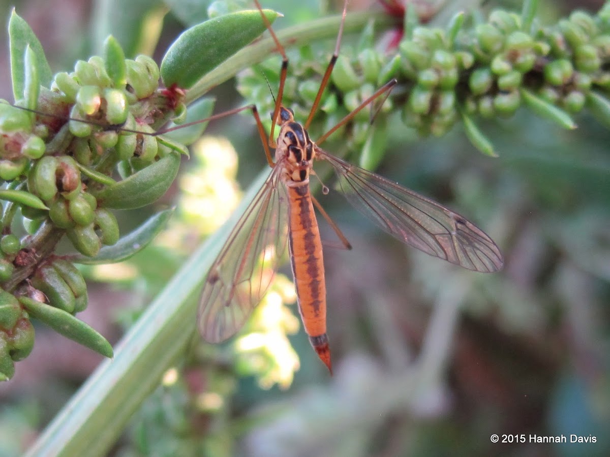 Crane fly