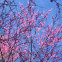 Eastern redbud