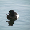 Tufted duck