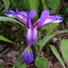 Grass-Leaved Flag