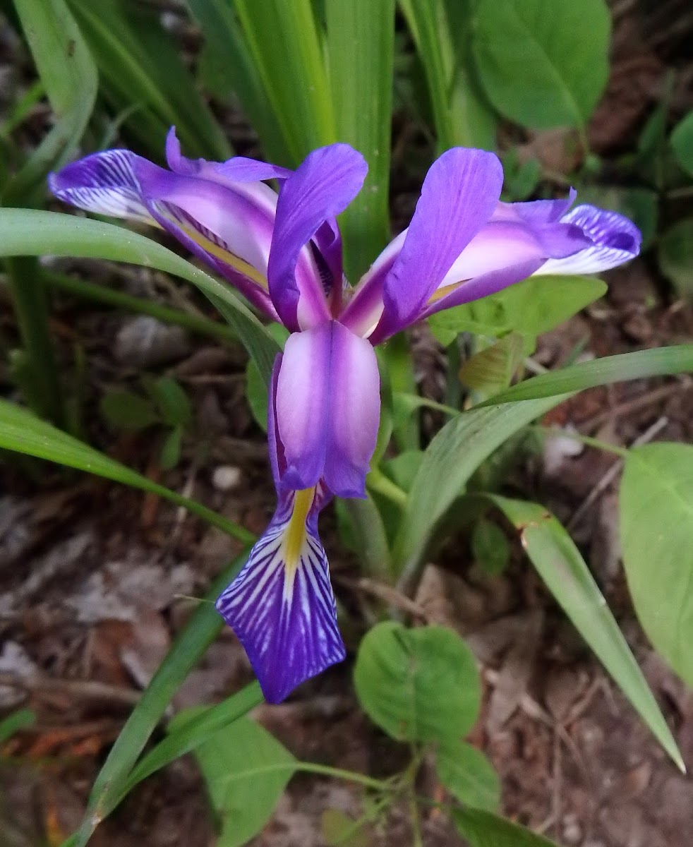 Grass-Leaved Flag