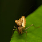 Boxer Mantis