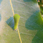 Tailed Jay caterpillar