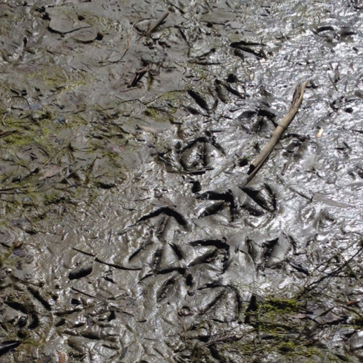 Shore bird tracks