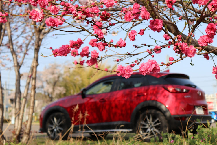CX-3の桜か梅か…🙄・どなたかご教授下さい・桜コラボも終盤・JIM BEAM…私にはムリでした💦・五条川に関するカスタム事例の投稿画像2枚目
