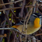 Spotted Pardalote (male)