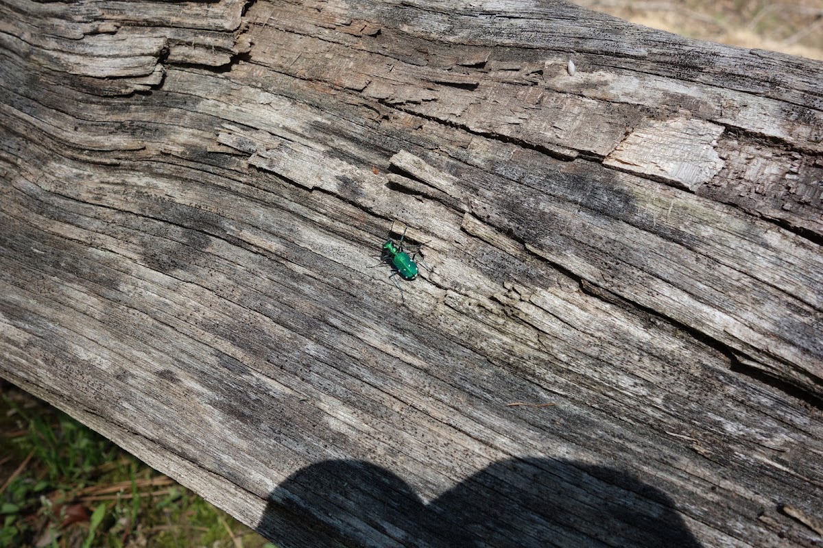 Six-Spotted Tiger Beetle