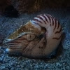 Nautilus