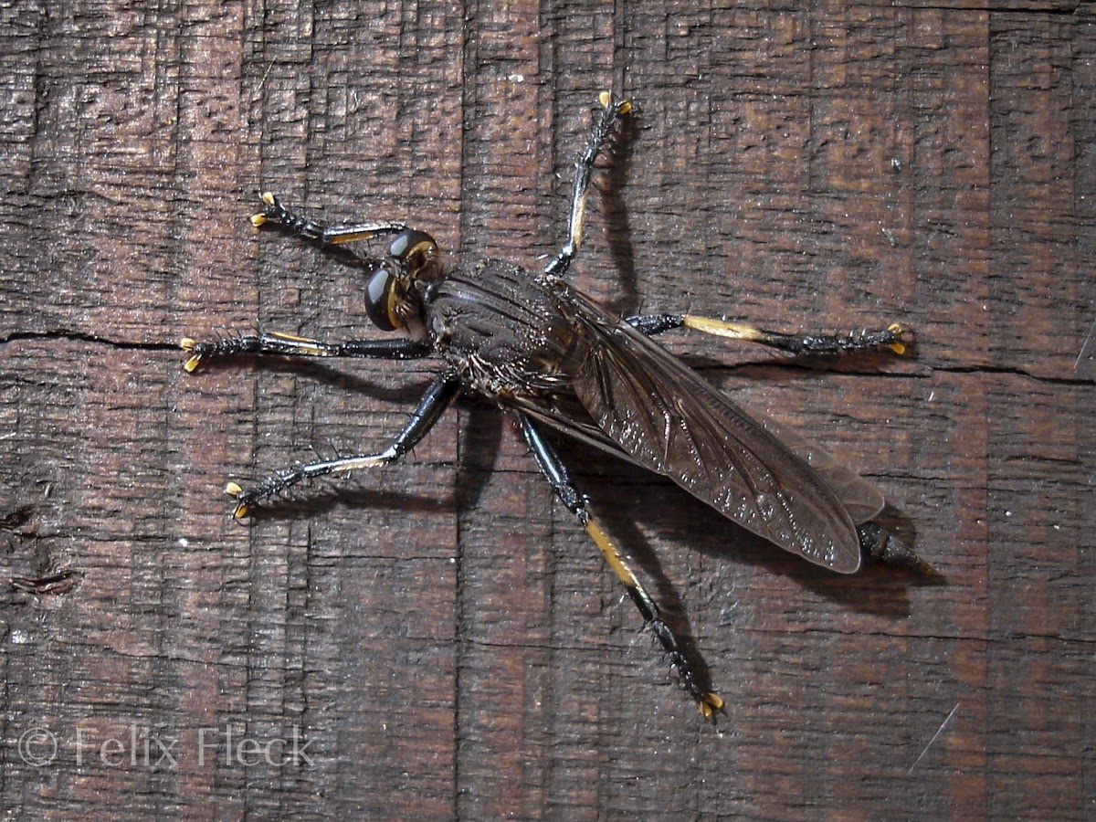 Robber Fly