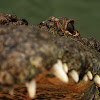 Nile crocodile