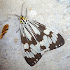 Marbled White Tiger