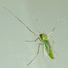 Green Midge