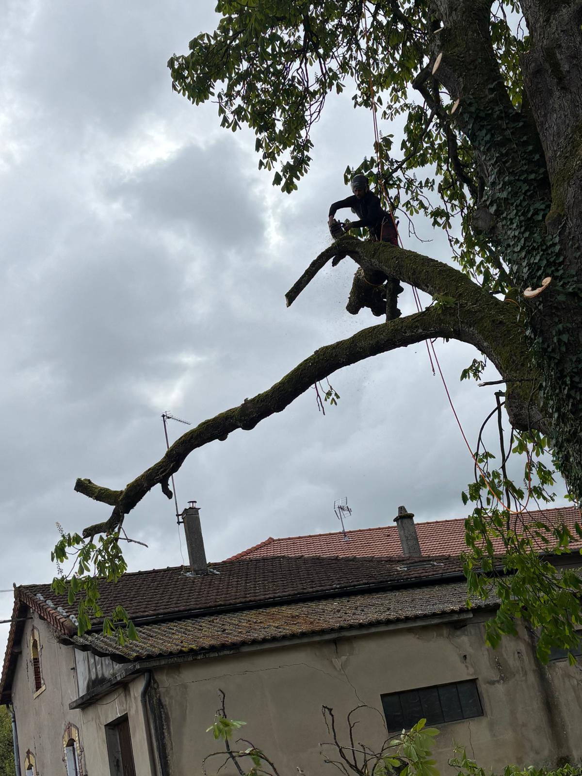 Hautes Cimes Elagage